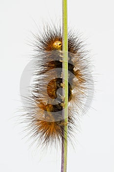 Underside of brown caterpillar