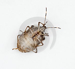 Underside of Brown Marmorated Stink Bug or Shield Bug