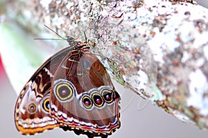 Underside of a butterfly, Blue Morpho