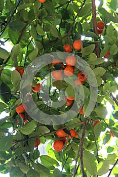 The underside of a Calamondin Orange tree filled with ripened oranges