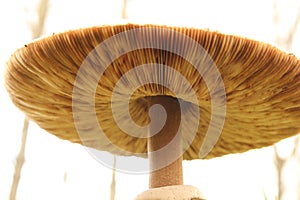 The underside of the cap of a parasol mushroom with lamellae