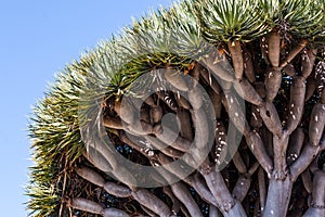 Underside of Dragon Blood Tree