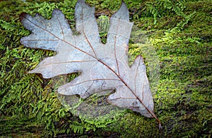 Underside of a fallen oak leaf surrounded by wet moss in Pisgah Forest