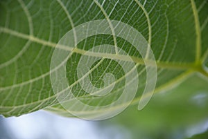 The underside of fig leaf