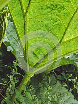 The underside of a giant Gunnera leaf