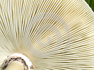 Underside gills of mushroom fungi texture