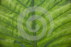 Underside Of A Green Leaf