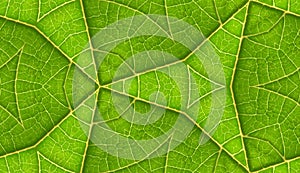 Underside Of Green Leaf Seamless Tile Background