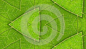 Underside Of Green Leaf Seamless Tile Background photo