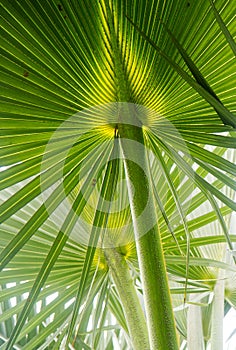 Underside of Large Palm Fronds