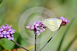 Underside of male large white butterfly on violet verbena.