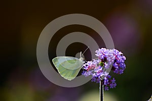 Underside of male large white butterfly on violet verbena.