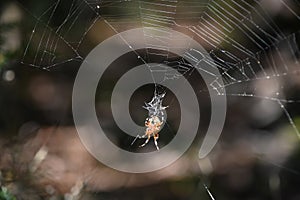 Underside of a Marbled Orbweaver Spider in a Web