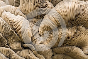 Underside of a mushroom photo