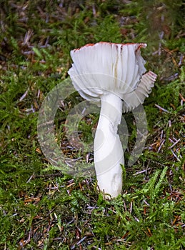 A Underside of a mushroom,,Dinnes Wood, Aberdeenshire, Scotland, UK