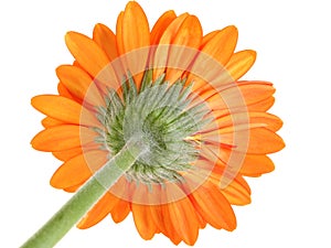 Underside of Orange Gerber Daisy Focus on Sepal