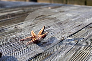 The underside of a Pacific Ocean Ochre Starfish