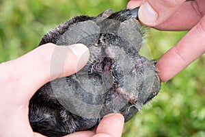 Underside of paw with canine atropic dermatitis