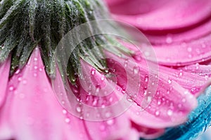 The underside of a pink gerbera flower with water drops. Macro. Close up.