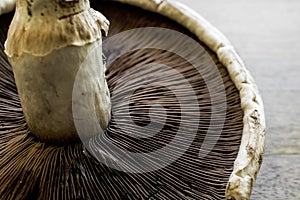 The underside of a Portobello mushroom and its stalk