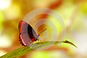 Underside of Red Rim butterfly on leaf