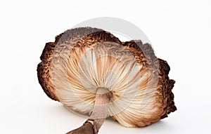 Underside Ruffled Gills of Mushroom Cap, Close up