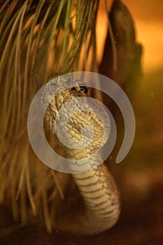 Underside Scales of a Prairie Rattler Snake