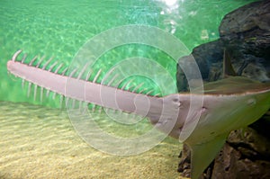 The underside of a small tooth Sawfish