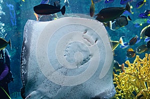 Underside of a Southern Stingray under the light