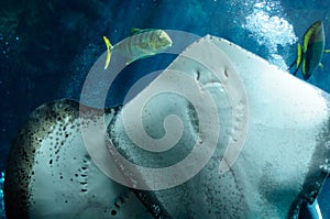 Underside of a Southern Stingray under the light