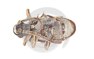 Underside of Spider beetle