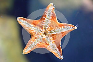 Underside of the starfish