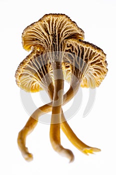 Three Chanterelle mushrooms isolated on a white background