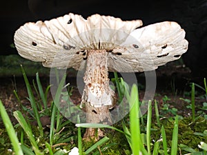 Underside of toad stool