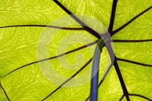 Underside of Tropical Leaf Red and Green