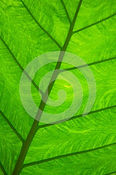 Underside of Tropical Rainforest Leaf