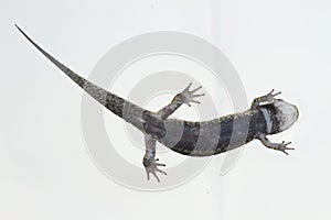 Underside view of a blackbelly salamander