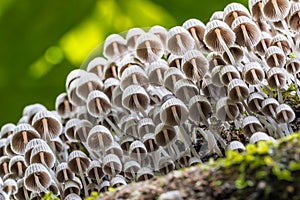 Underside view of a cluster of Coprinellus disseminatus fungi growing on a fallen tree trunk in a tropical jungle.