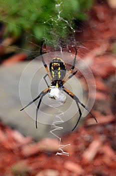 Underside view of Garden Spider wrapping her prey