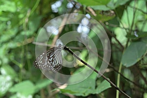 Underside view of a Glassy tiger butterfly perched on a tip of a stem