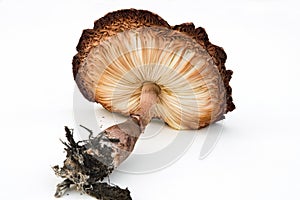 Underside View of Mushroom Gills & Stalk with Roots