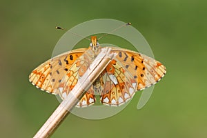 The underside view of a stunning rare Pearl-bordered Fritillary Butterfly, Boloria euphrosyne , perched on a plant stem.