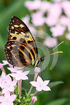 Underside wings view of Harmonia tiger poison butterfly