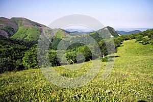 Undersized mountain forest