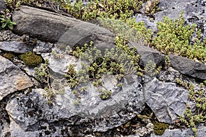 The undersized plant Sedum album grows on stones