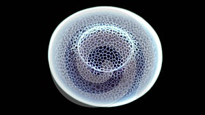 Understanding orthogenesis in the formation of multicellular organisms from a single cell photo