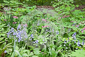 Understory Plants