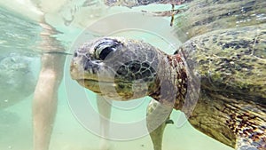 Underwater 4k footage of big green turtle swimming in clear water at Indian ocean