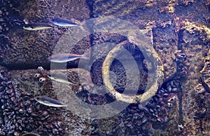 Underwater anchor background flooded old dock stone purple wall fishes molluscs attached
