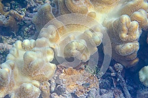 Underwater Aquatic Living Coral